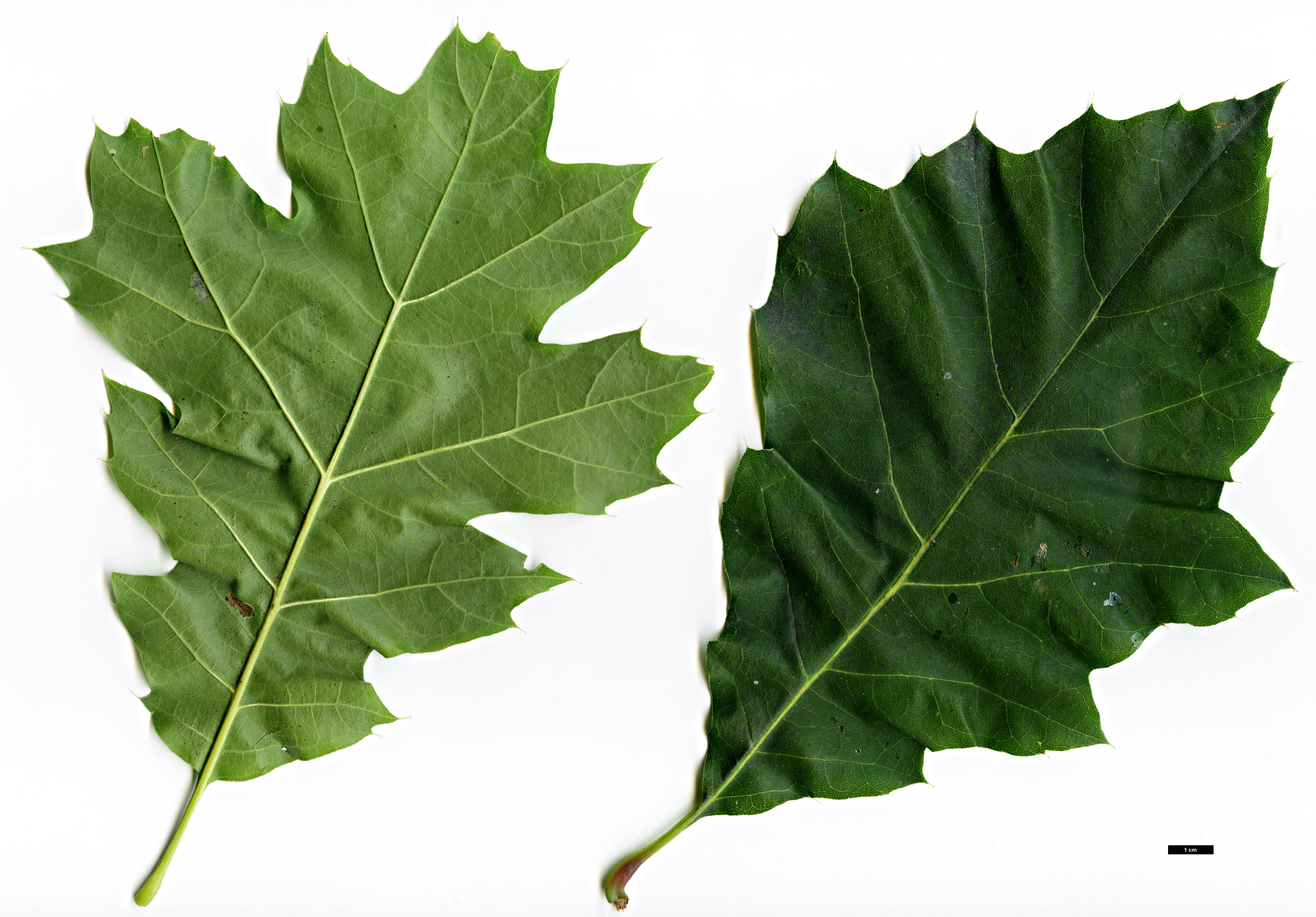 High resolution image: Family: Fagaceae - Genus: Quercus - Taxon: ×richteri (Q.palustris × Q.rubra)